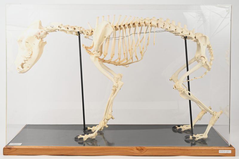 Een kunststoffen hondenskelet in plexiglazen vitrine.