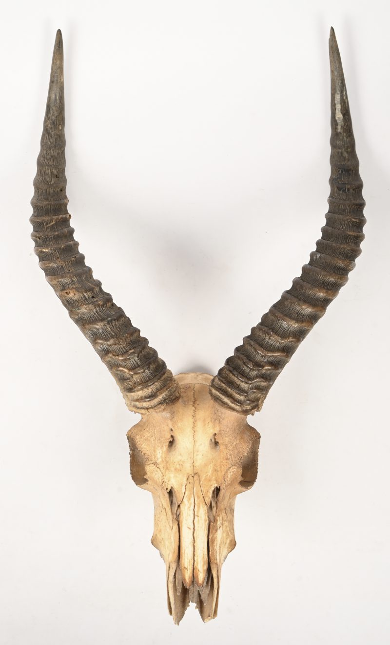Een schedel van een springbok.