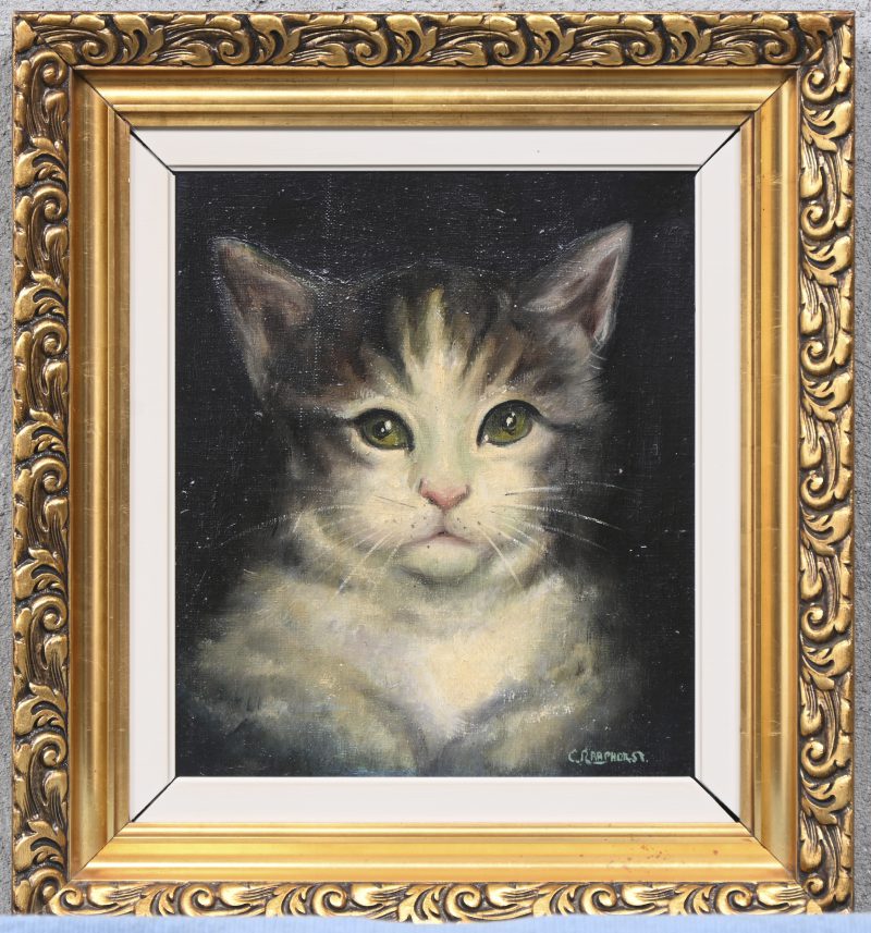 ‘Portret van een kat’. Olieverf op doek, getekend; C. Raaphorst.