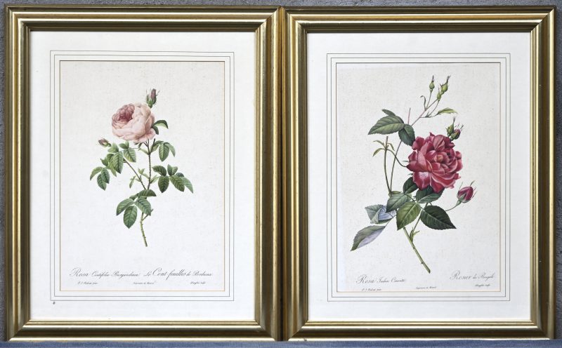 “Le Cent-feuilles de Bordeaux” en “Rosier du Bengale”. Een paar rasterdrukken naar de meester.