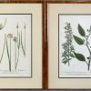 Een lot van vier 18e eeuwse botanische kopergravures met aquarel ingekleurd.