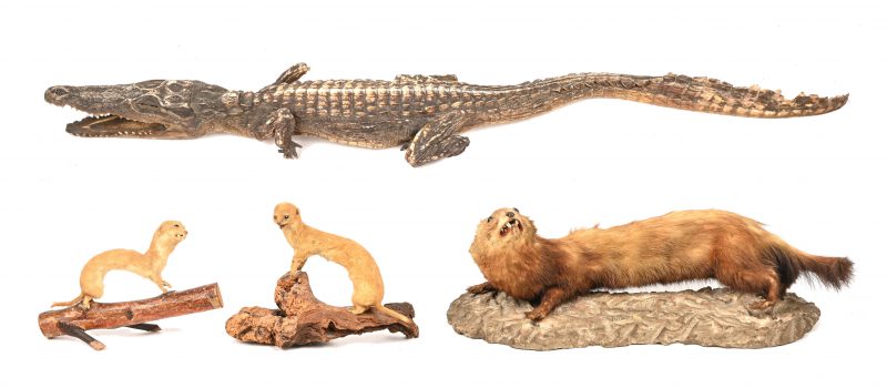 Een lot van 4 stuks taxidermie bestaande uit een alligator met 3.5 poten, een fret en 2 wezeltjes.