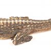 Een lot van 4 stuks taxidermie bestaande uit een alligator met 3.5 poten, een fret en 2 wezeltjes.