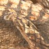 Een lot van 4 stuks taxidermie bestaande uit een alligator met 3.5 poten, een fret en 2 wezeltjes.