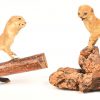 Een lot van 4 stuks taxidermie bestaande uit een alligator met 3.5 poten, een fret en 2 wezeltjes.