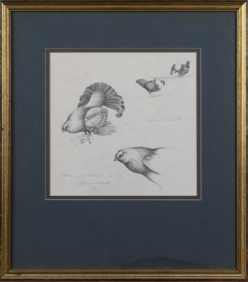‘Studies of blackcock at Lek’. Studie in potlood van hanen, getekend; Geoffrey Dashwood.