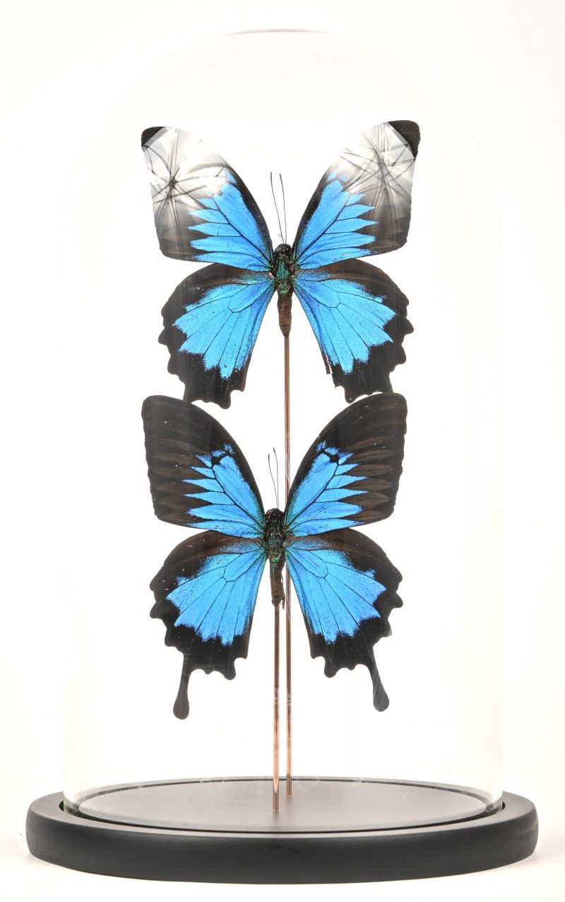 Twee blauwe zwaluwstaartvlinders onder stolp.