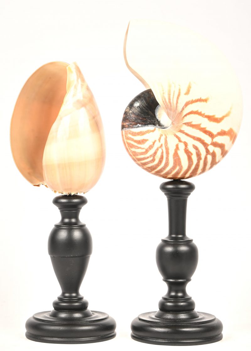 Een lot van 2 schelpen op houten standaard.