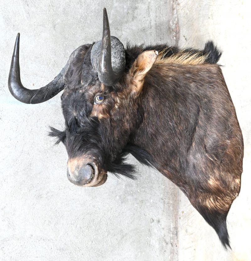 “Connochaetes gnou”, een taxidermie kop van een black wildebeest, ook wel de witstaartgnoe genoemd.