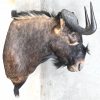 “Connochaetes gnou”, een taxidermie kop van een black wildebeest, ook wel de witstaartgnoe genoemd.