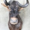 “Connochaetes gnou”, een taxidermie kop van een black wildebeest, ook wel de witstaartgnoe genoemd.