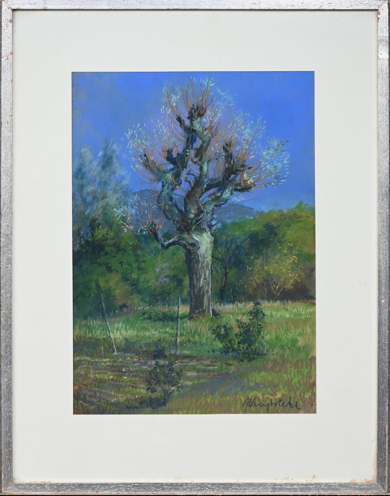 ‘Landschap met knotwilg’, krijttekening. Getekend; J. Vuylsteke.
