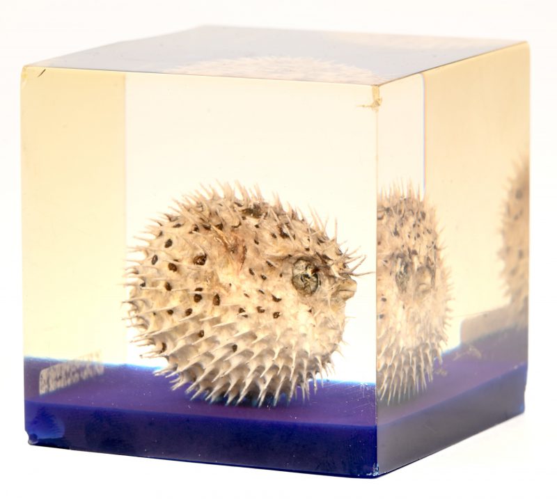 Een kleine kogelvis in plexiglazen kubus, schade aan de hoeken.