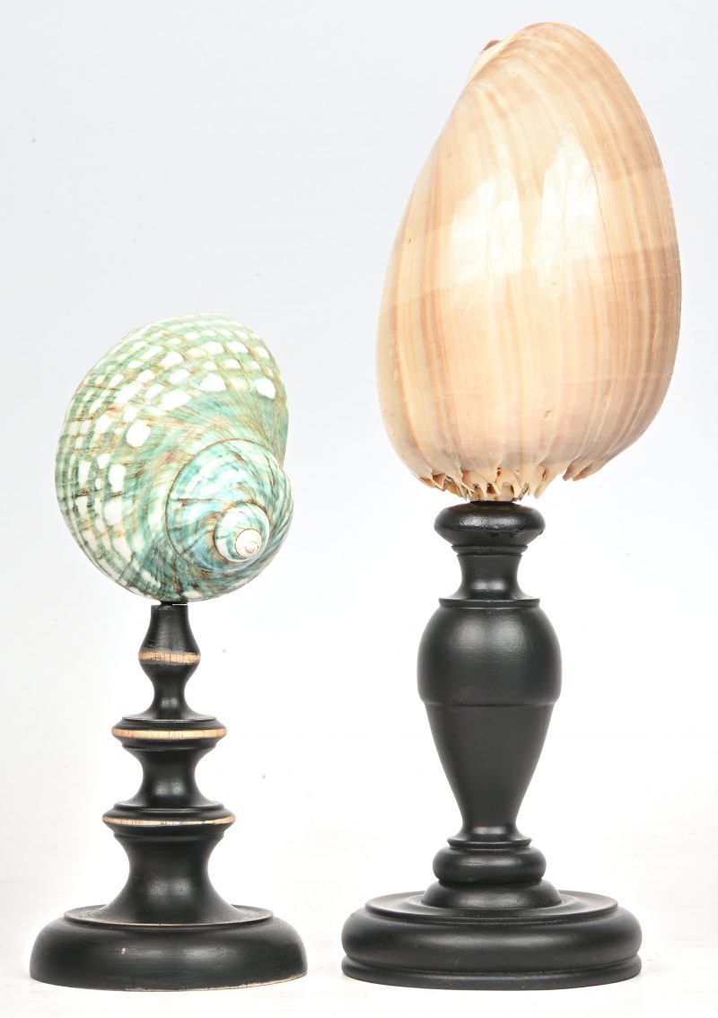 Een set van twee schelpen gemonteerd op gedraaide houten voetjes.