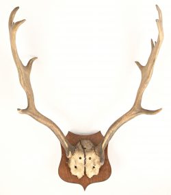 Lot #567