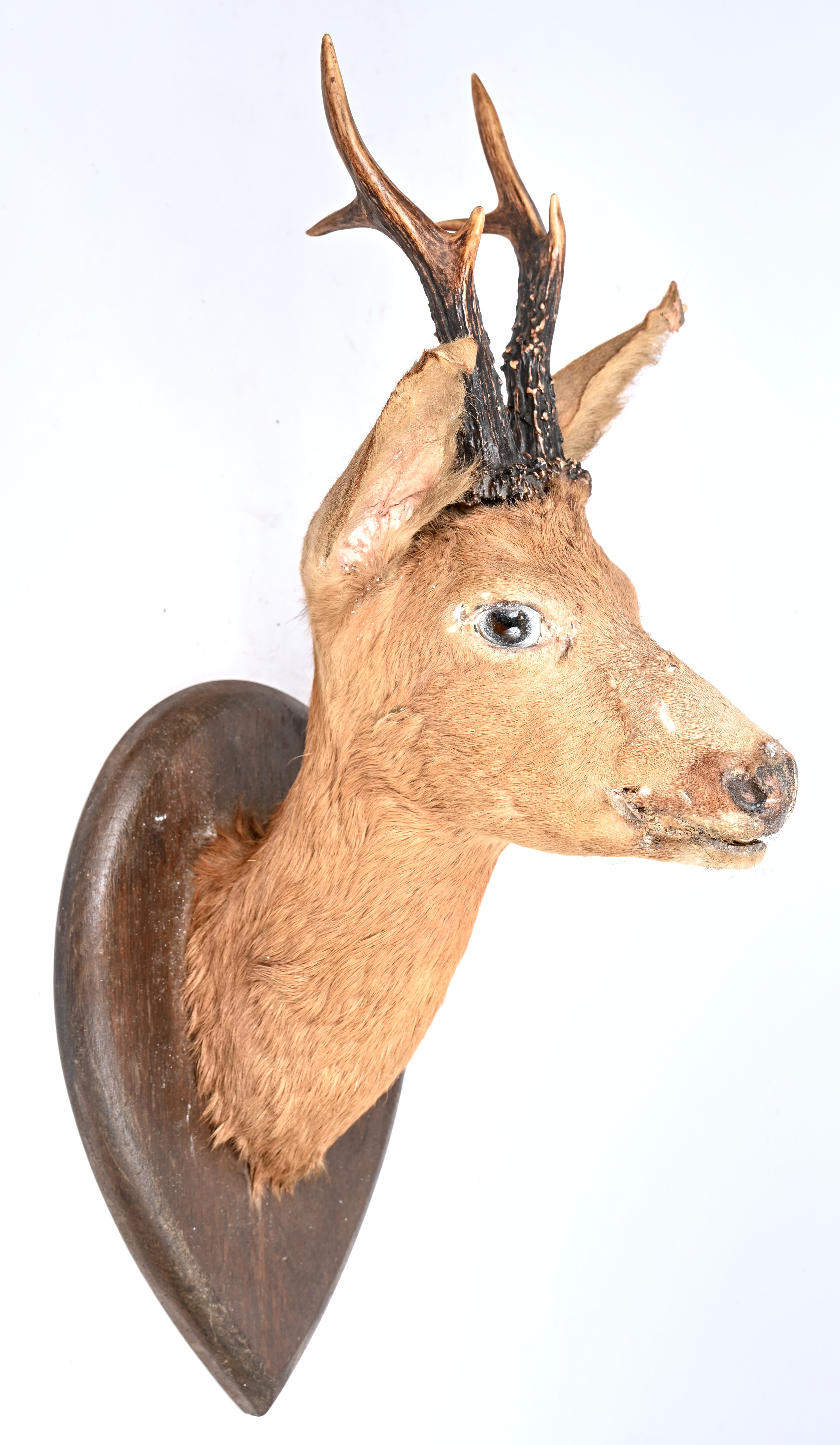 Een reeënkop op houten schildje Een reeënkop op houten schildje.