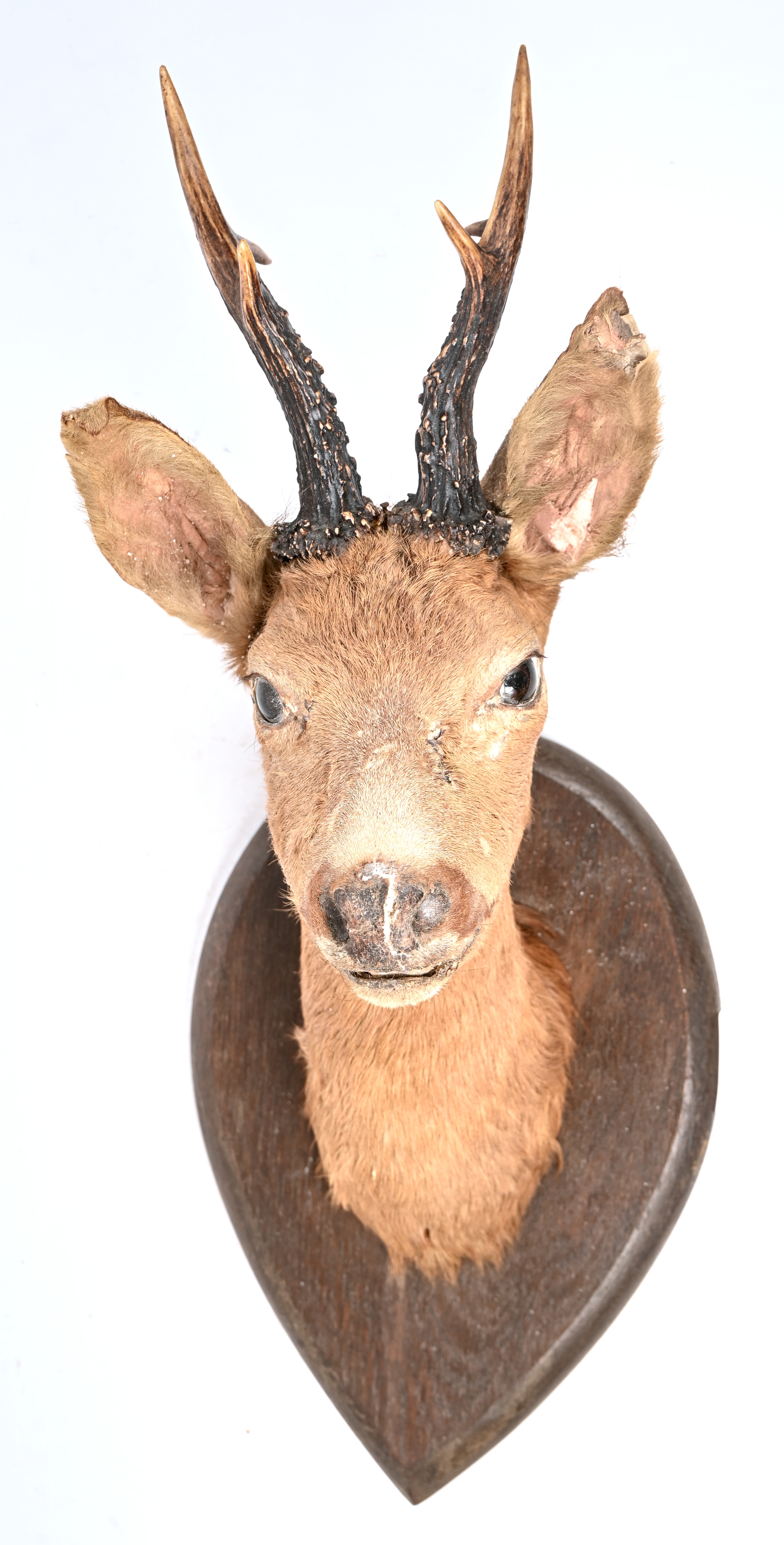 Een reeënkop op houten schildje Een reeënkop op houten schildje.