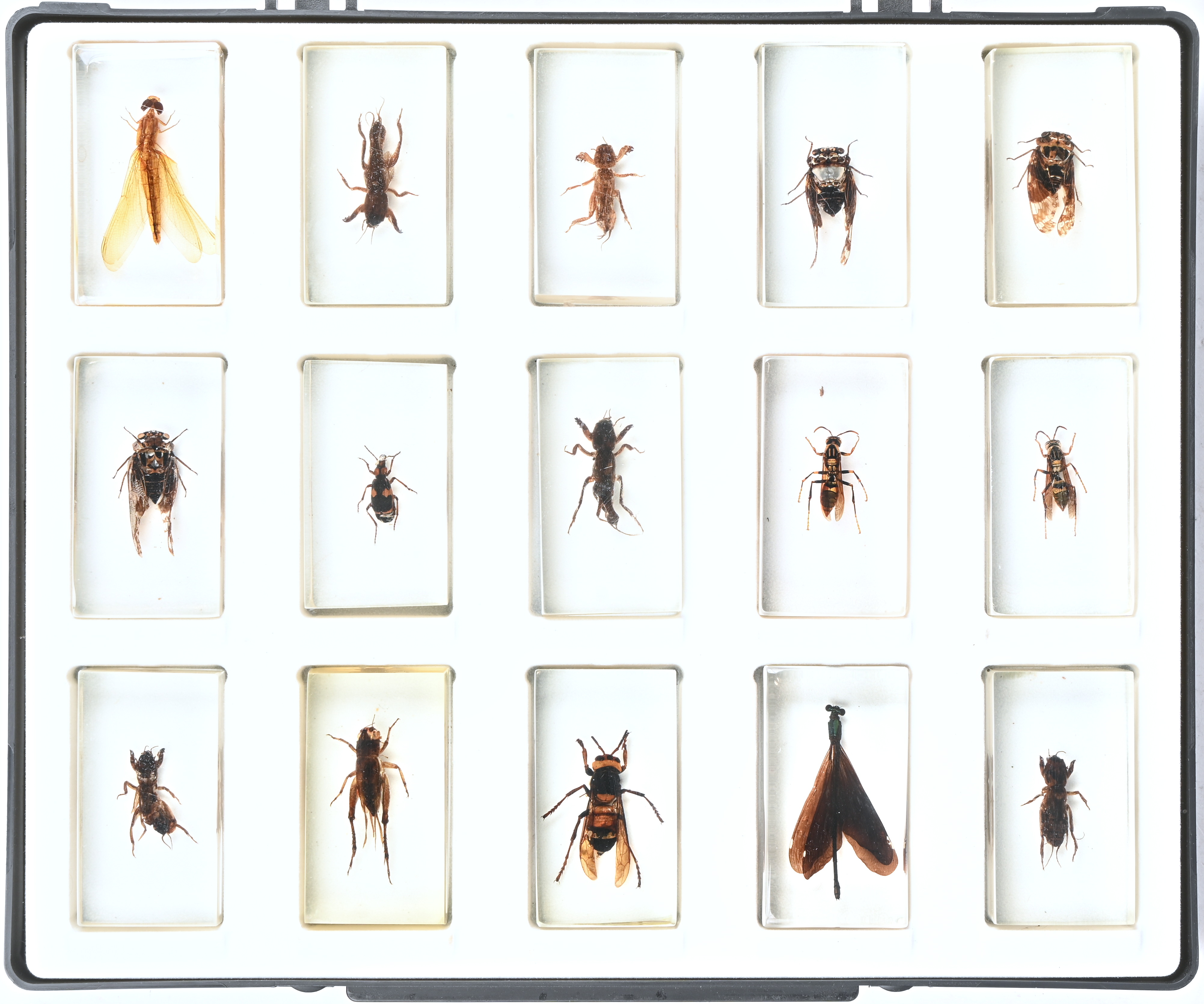 Een collectie van 15 verschillende insecten, ingegoten in hars. In presentatiedoos Een collectie van 15 verschillende insecten, ingegoten in hars. In presentatiedoos.