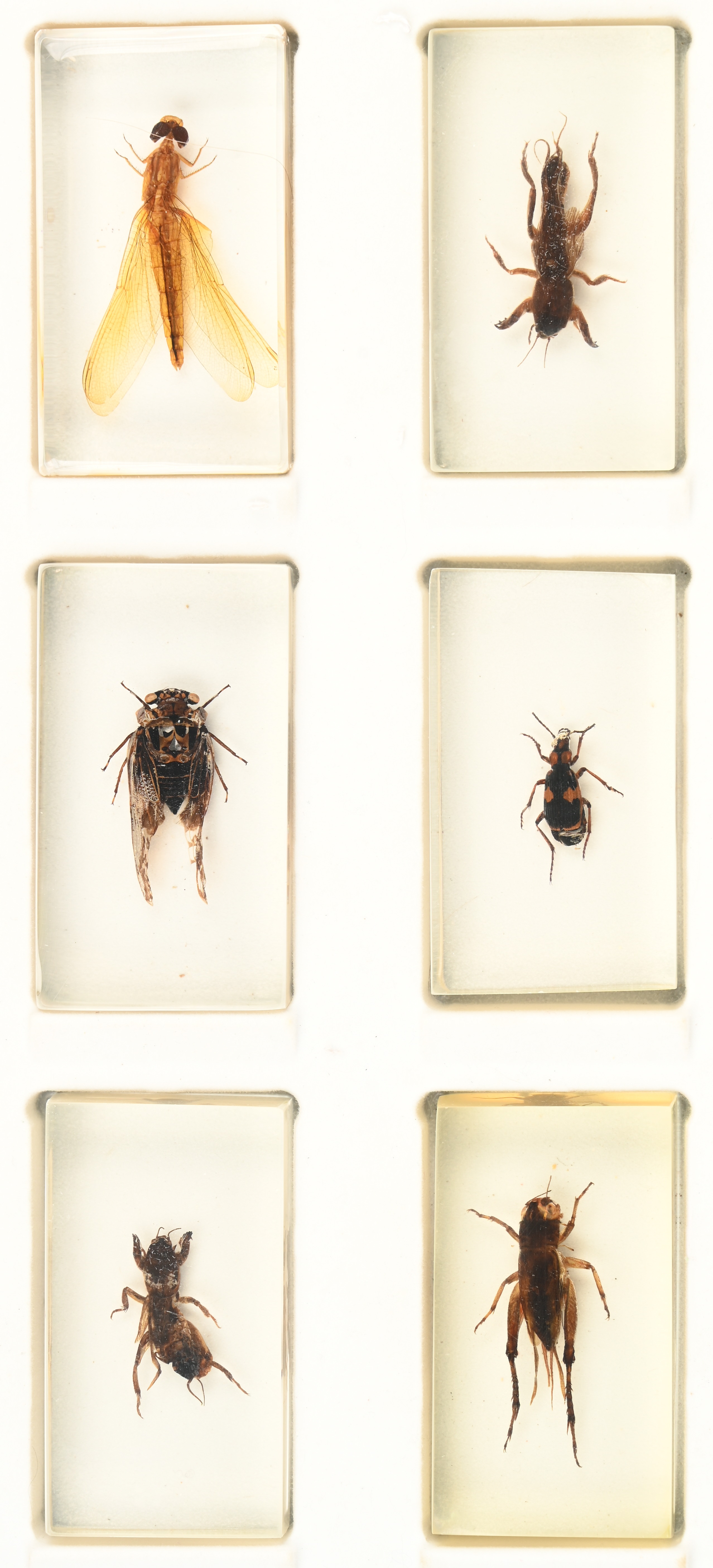 Een collectie van 15 verschillende insecten, ingegoten in hars. In presentatiedoos Een collectie van 15 verschillende insecten, ingegoten in hars. In presentatiedoos.