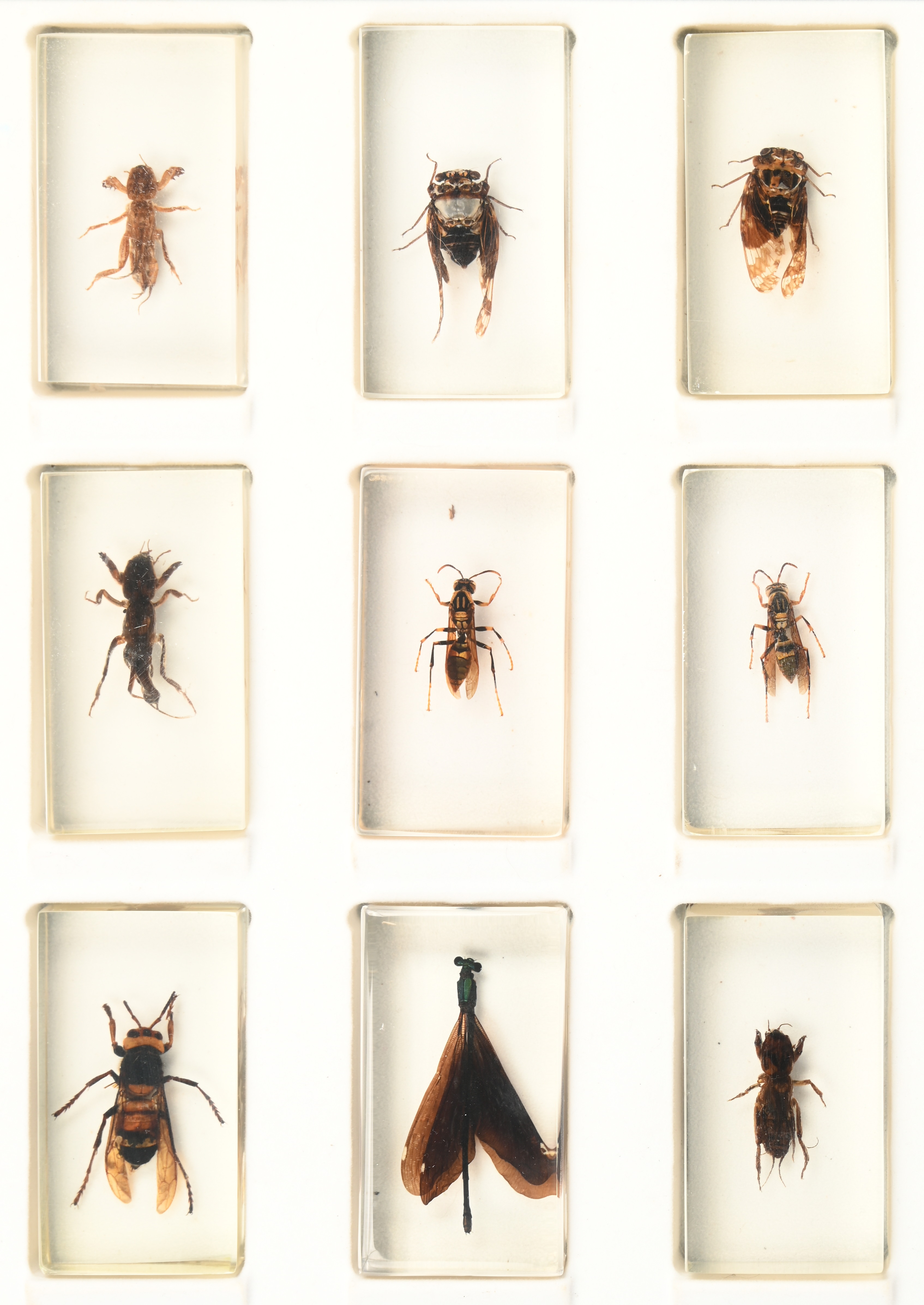 Een collectie van 15 verschillende insecten, ingegoten in hars. In presentatiedoos Een collectie van 15 verschillende insecten, ingegoten in hars. In presentatiedoos.