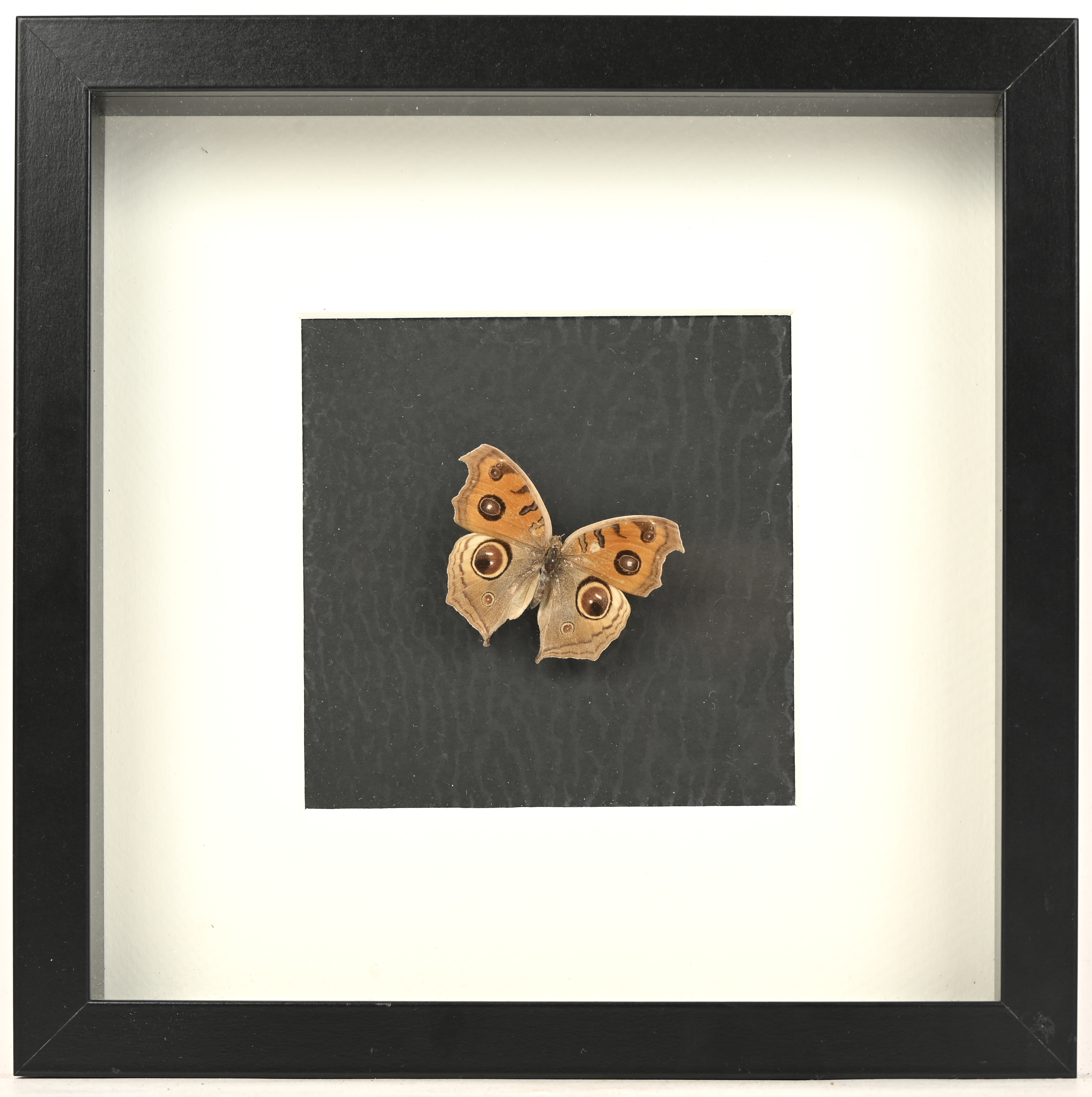 Een opgezette vlinder in strak zwarte kader Een opgezette vlinder in strak zwarte kader.