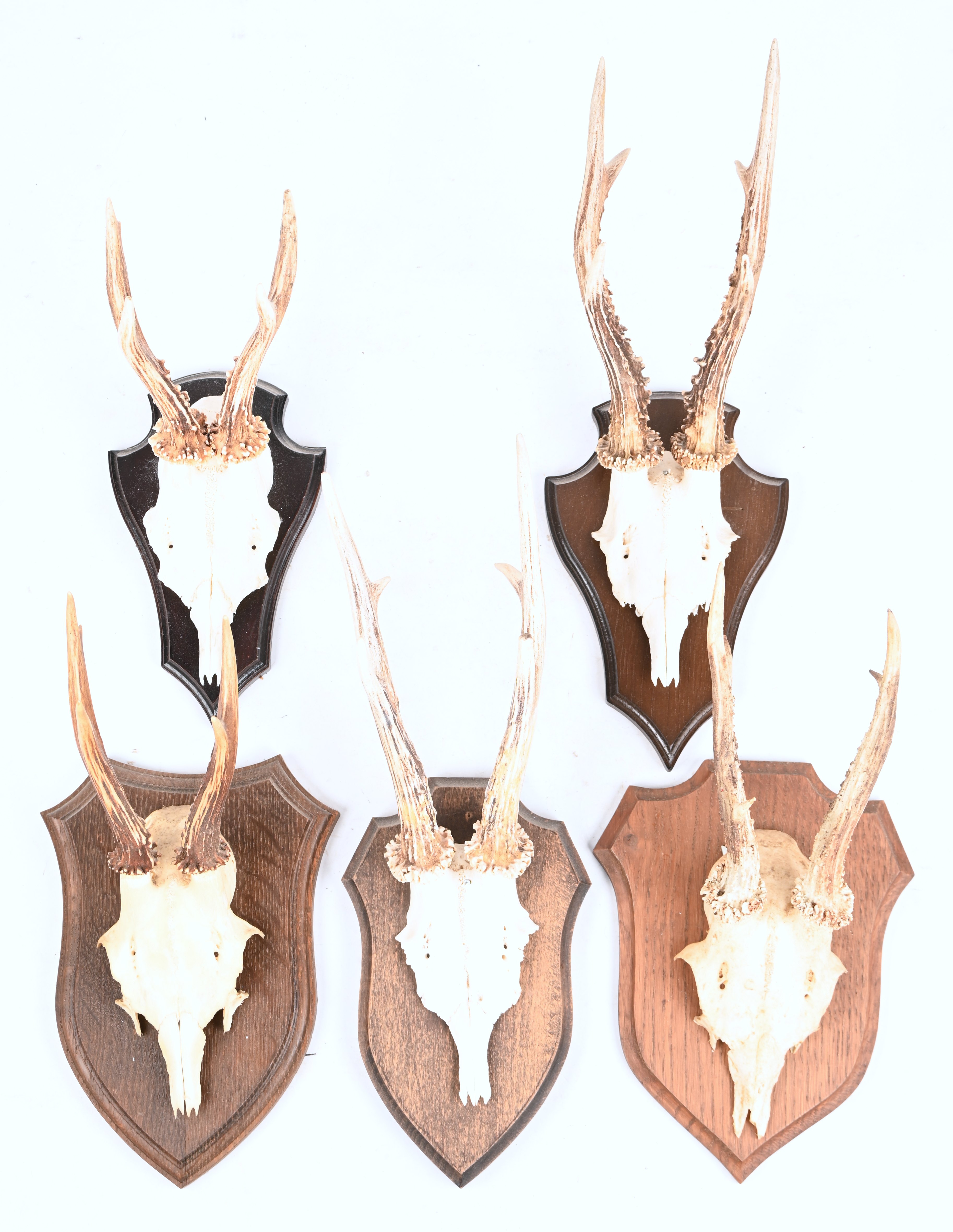 Vijf ree geweien op houten schild Vijf ree geweien op houten schild.