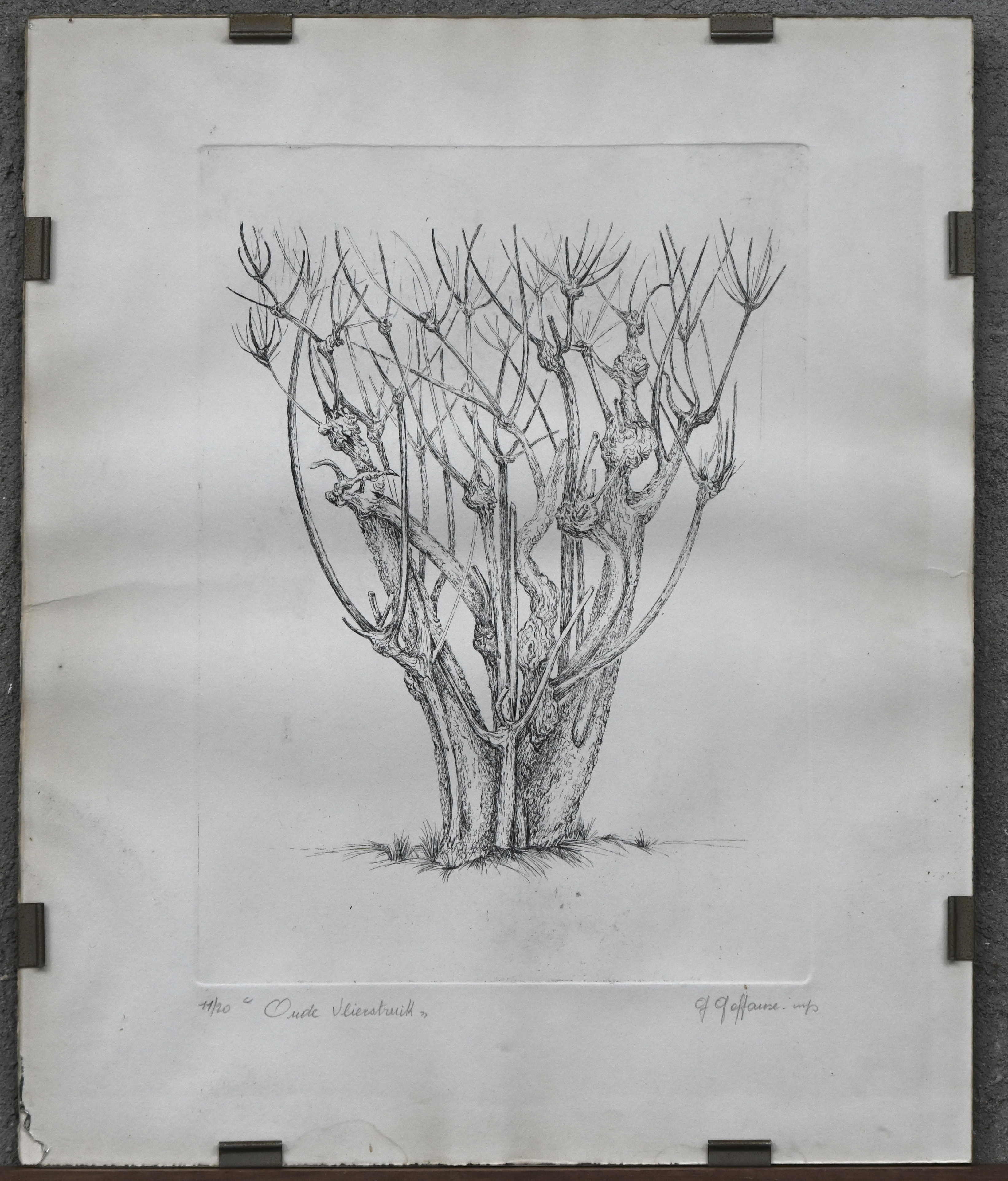 “Oude Vlierstruik”. Een ets op papier, genummerd 11/20, gesigneerd buiten de plaat. Glas gebarsten “Oude Vlierstruik”. Een ets op papier, genummerd 11/20, gesigneerd buiten de plaat. Glas gebarsten.
