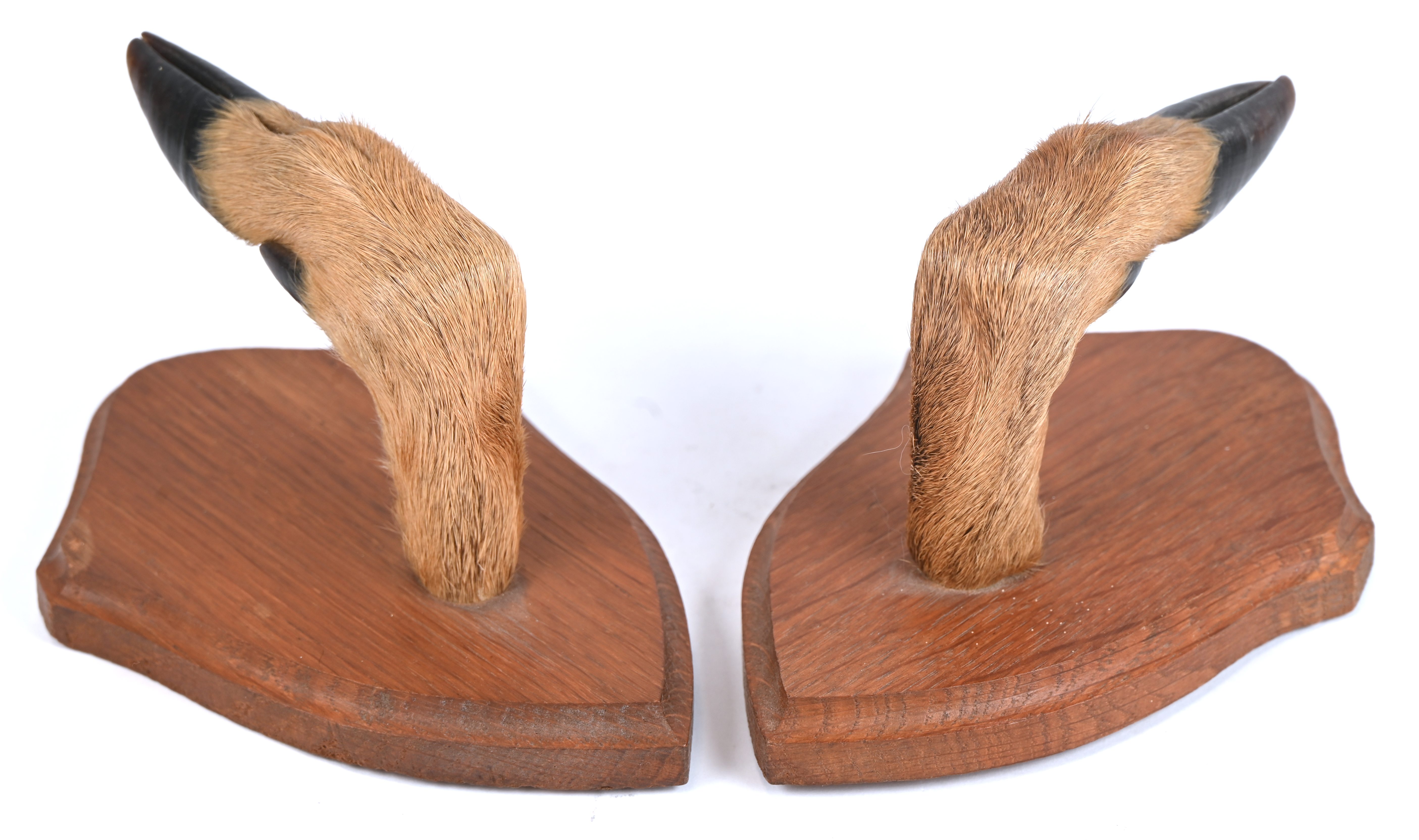 Een set van 2 hertepootjes-kapstokjes Een set van 2 hertepootjes-kapstokjes.