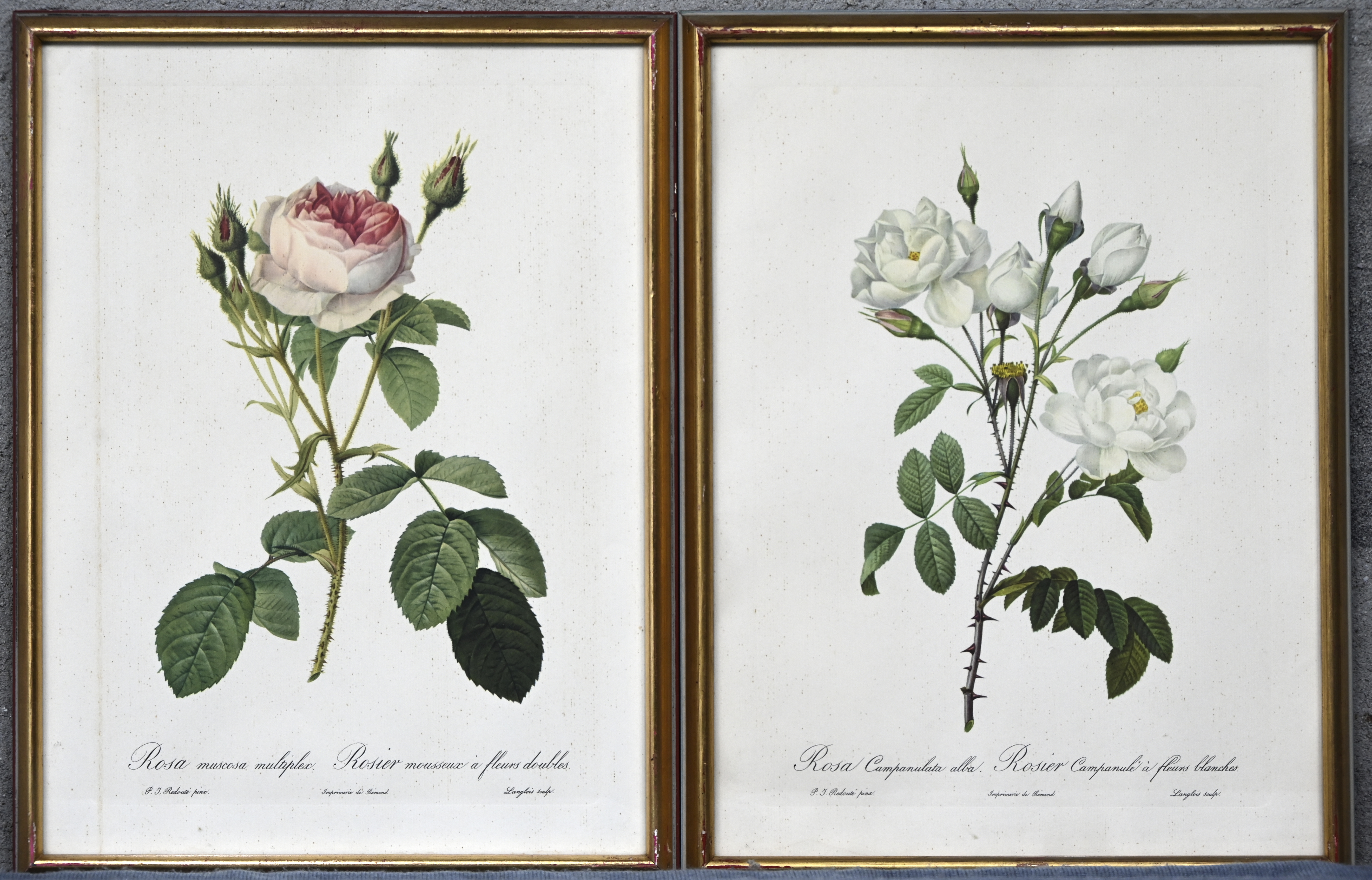 “Rosier campanulé à fleurs blanches” en “Rosier mousseux à fleurs doubles”. Een paar rasterdrukken naar de meester “Rosier campanulé à fleurs blanches” en “Rosier mousseux à fleurs doubles”. Een paar rasterdrukken naar de meester.