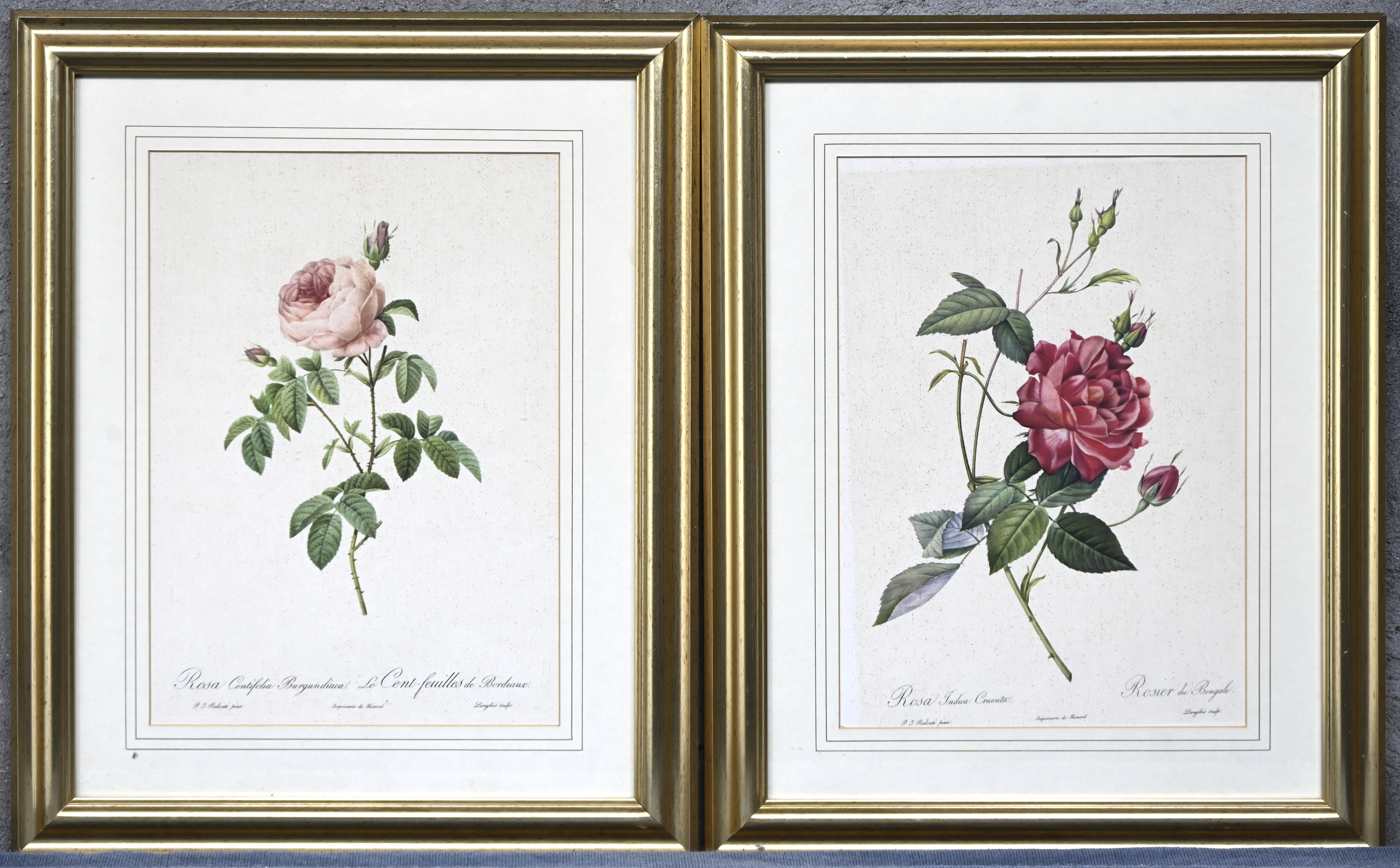 “Le Cent-feuilles de Bordeaux” en “Rosier du Bengale”. Een paar rasterdrukken naar de meester “Le Cent-feuilles de Bordeaux” en “Rosier du Bengale”. Een paar rasterdrukken naar de meester.
