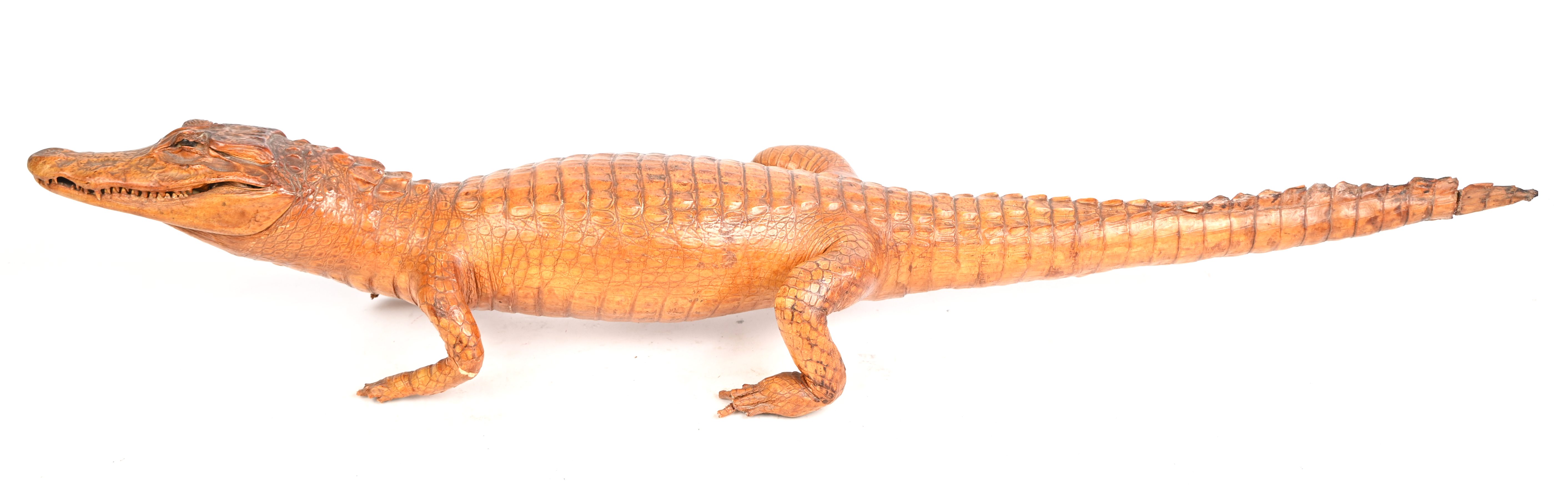 Een opgezette krokodil, schade aan de poten (tenen manco) Een opgezette krokodil, schade aan de poten (tenen manco).
