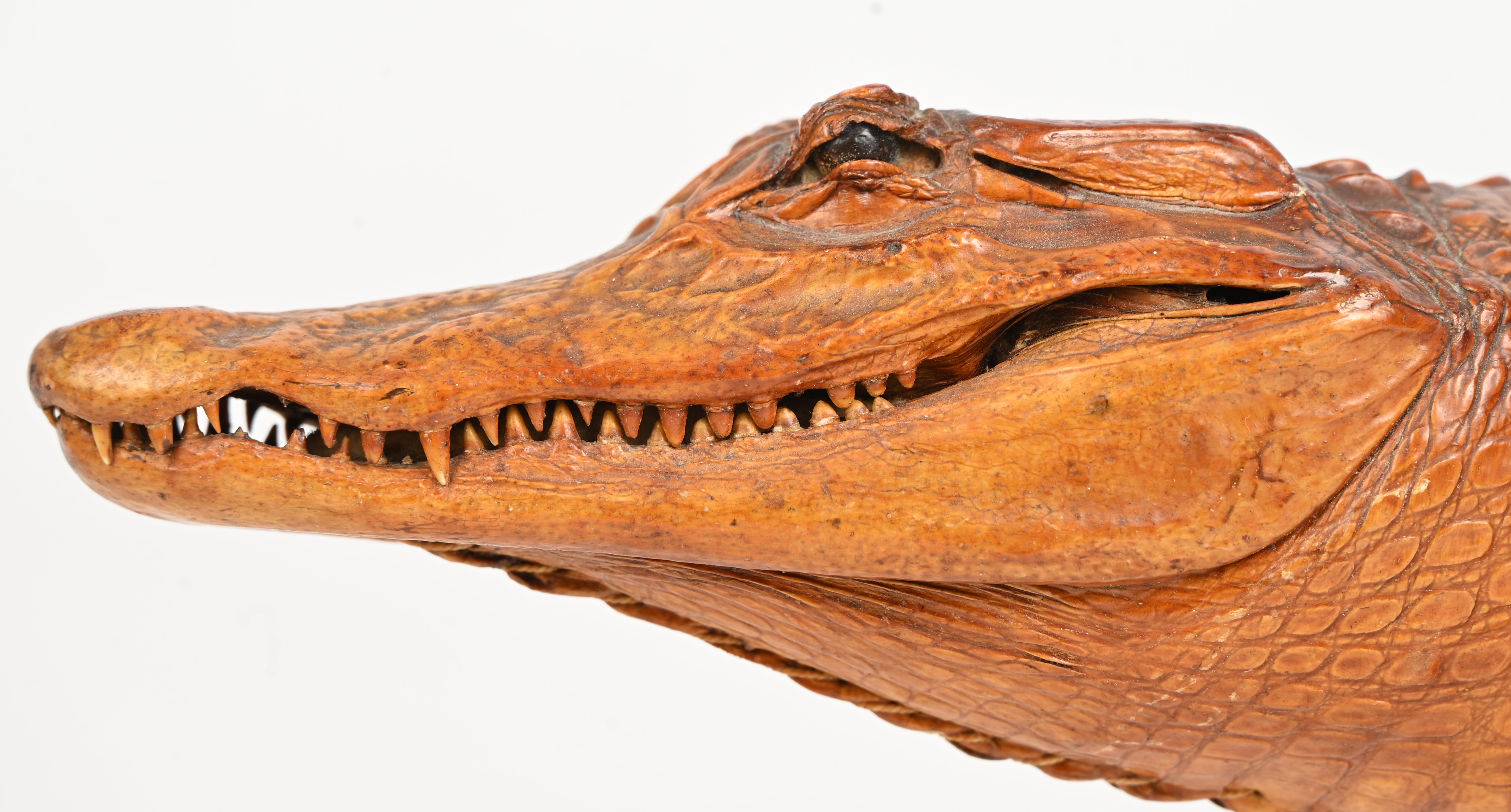 Een opgezette krokodil, schade aan de poten (tenen manco) Een opgezette krokodil, schade aan de poten (tenen manco).