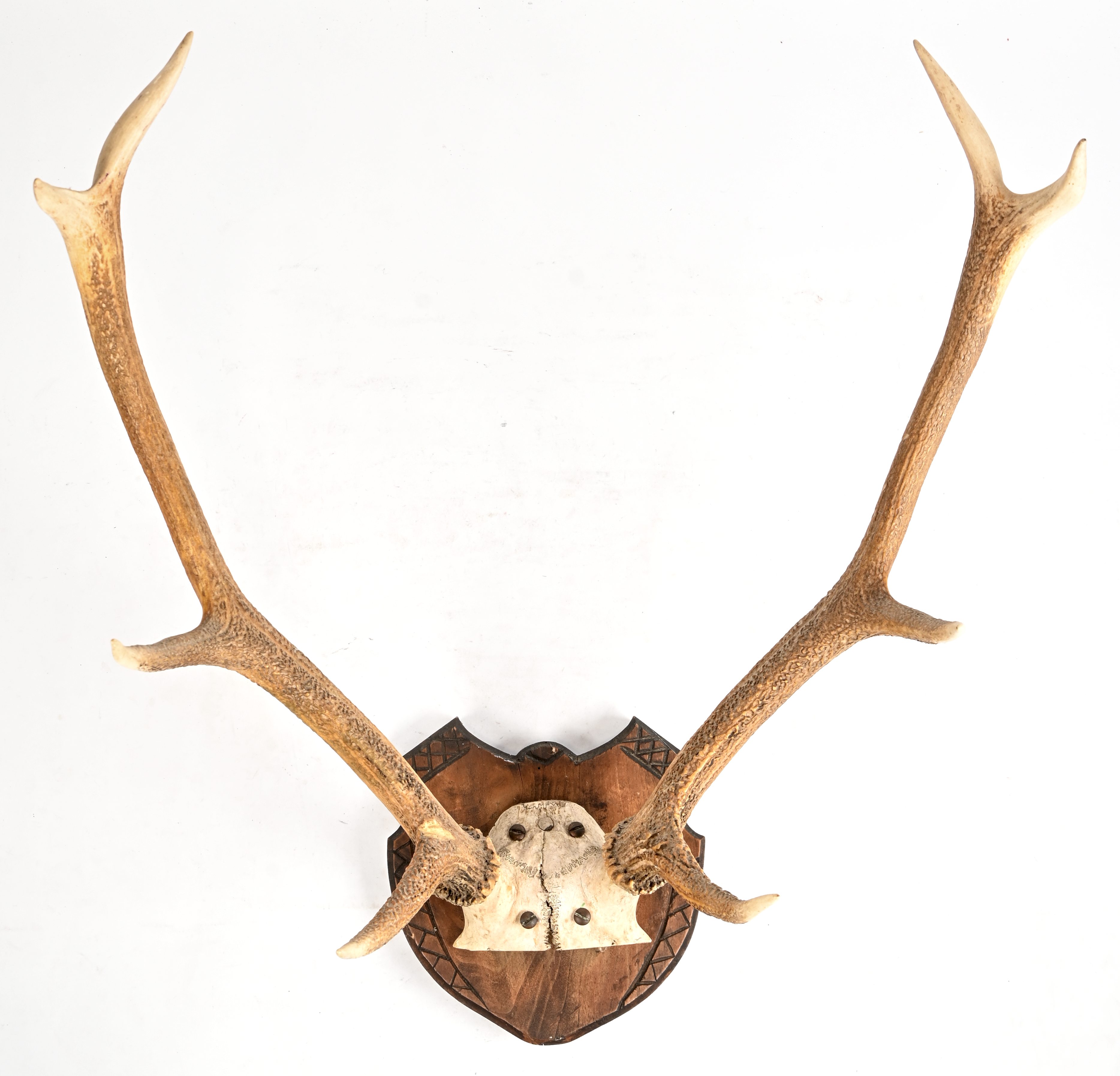 Een gewei van een damhert, gemonteerd op een houten schild Een gewei van een damhert, gemonteerd op een houten schild.