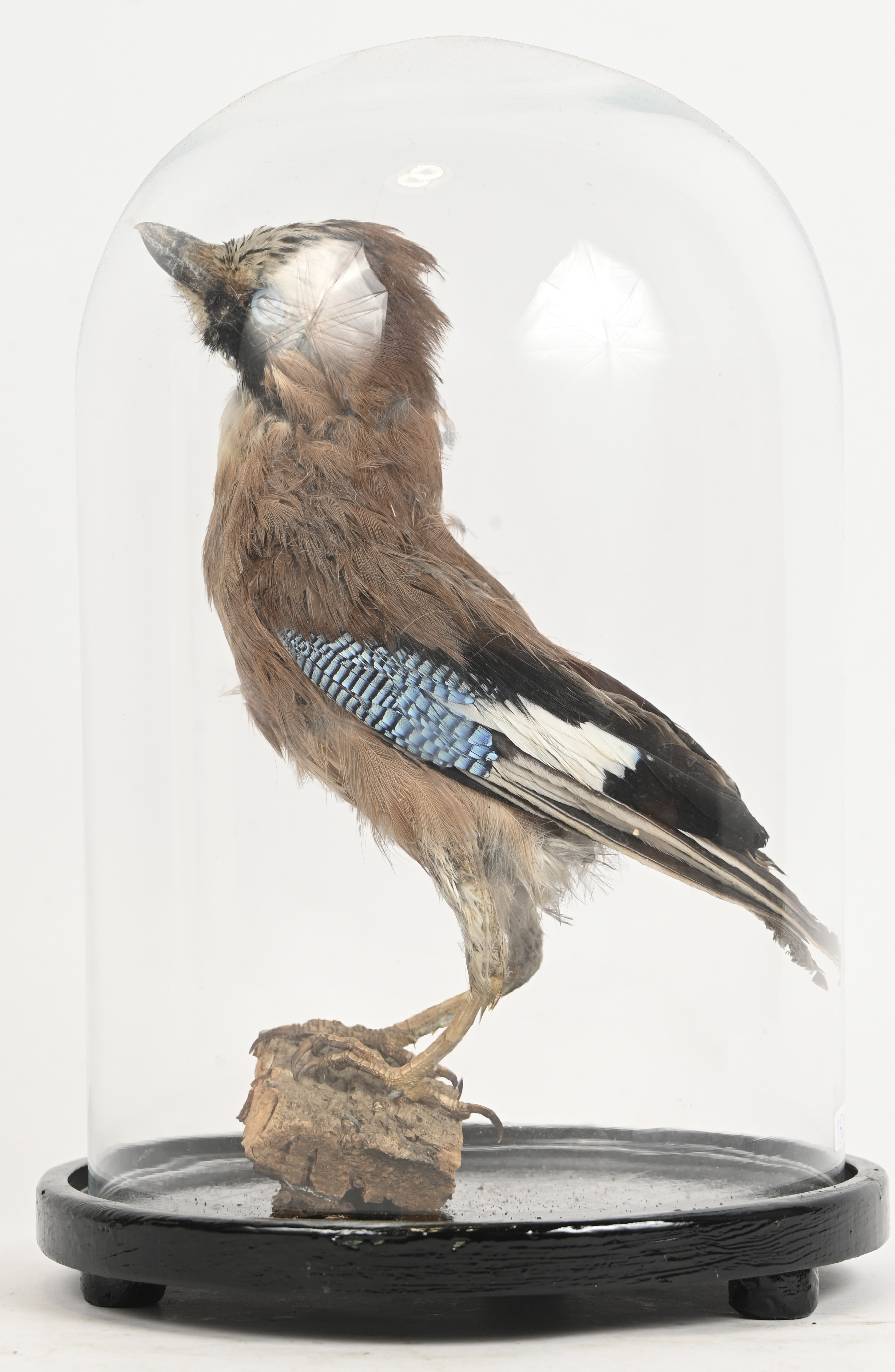 Een opgezette Garrulus Glandarius (Vlaamse gaai), onder glazen stolp Een opgezette Garrulus Glandarius (Vlaamse gaai), onder glazen stolp.