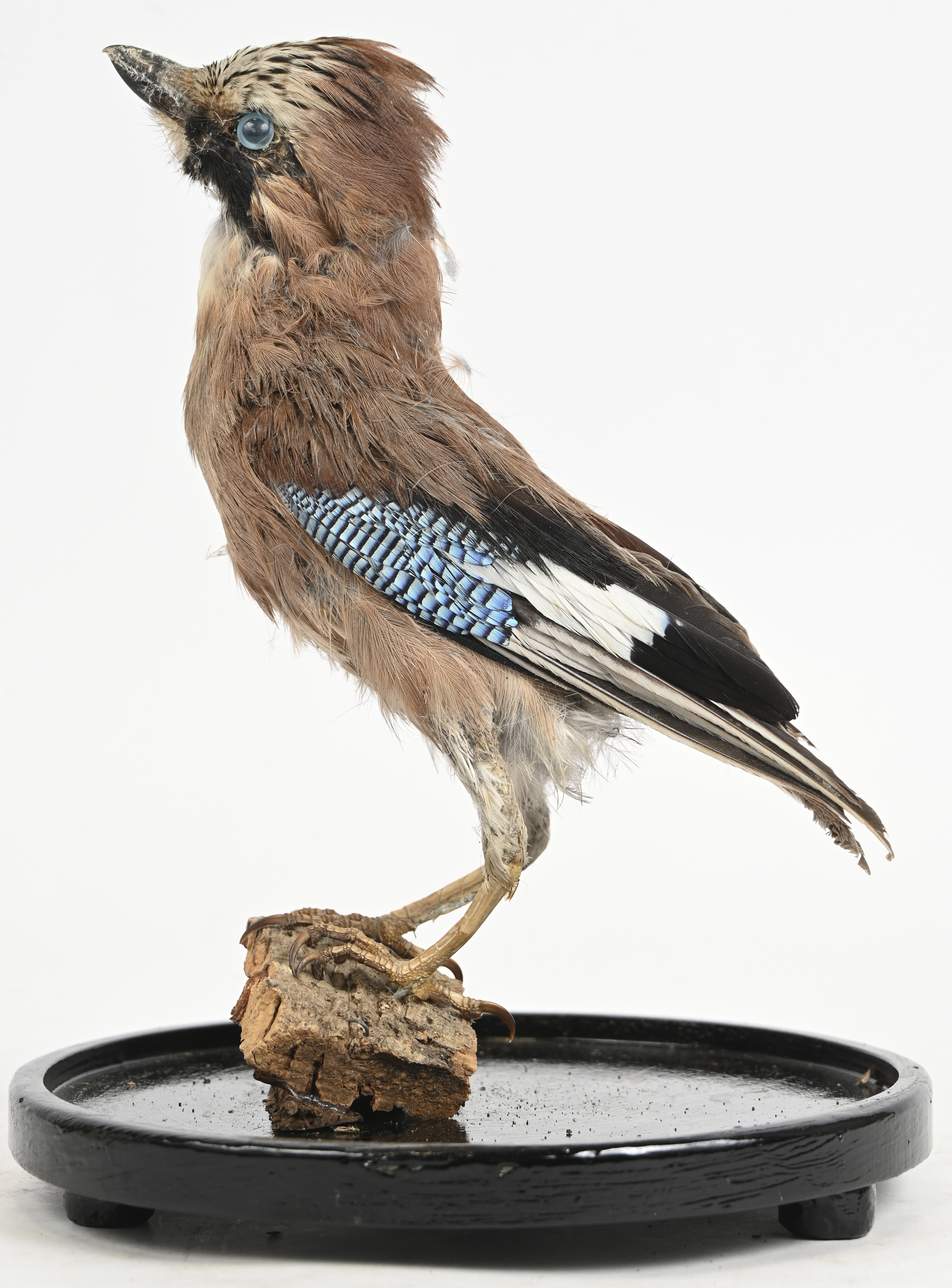 Een opgezette Garrulus Glandarius (Vlaamse gaai), onder glazen stolp Een opgezette Garrulus Glandarius (Vlaamse gaai), onder glazen stolp.