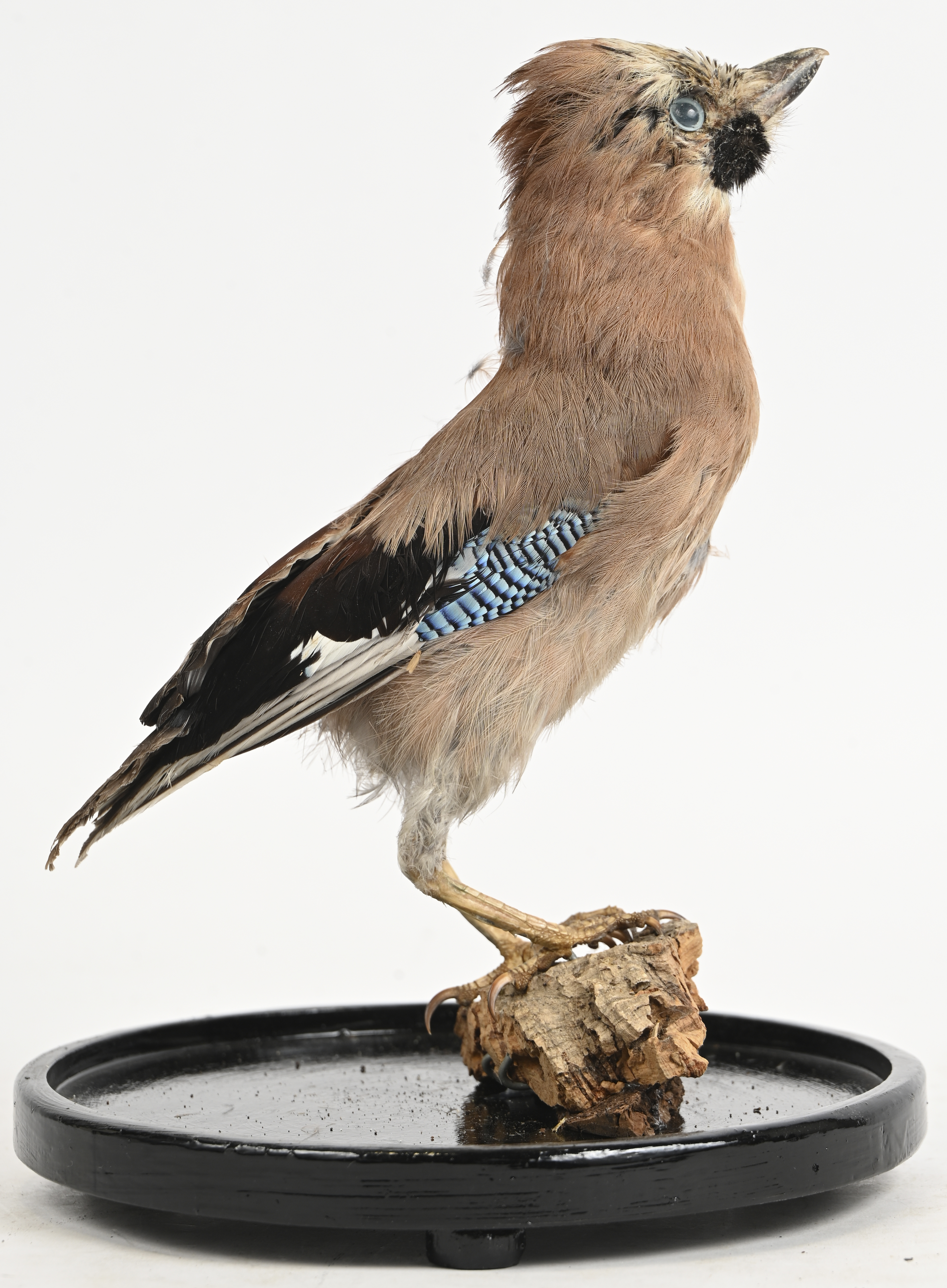 Een opgezette Garrulus Glandarius (Vlaamse gaai), onder glazen stolp Een opgezette Garrulus Glandarius (Vlaamse gaai), onder glazen stolp.