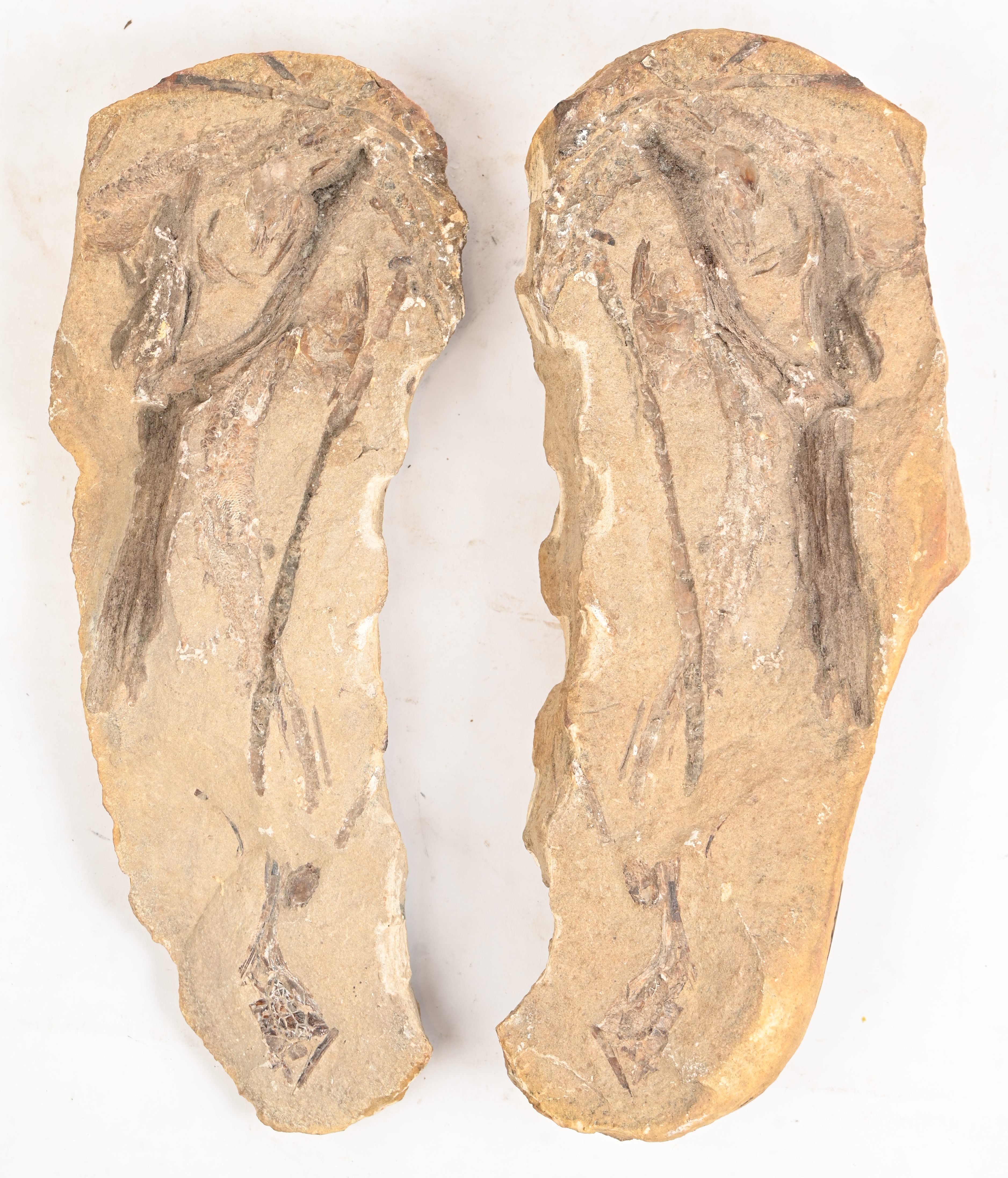 Een fossiele vis, mogelijk de prehistorische roofvis Saurichthys (Trias) in een steenmatrix Een fossiele vis, mogelijk de prehistorische roofvis Saurichthys (Trias) in een steenmatrix.